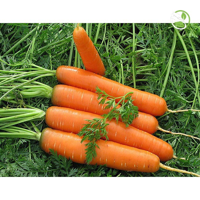 Hạt giống Cà rốt New Kuroda Phú Nông - Gói 2g - Carrot New Kuroda