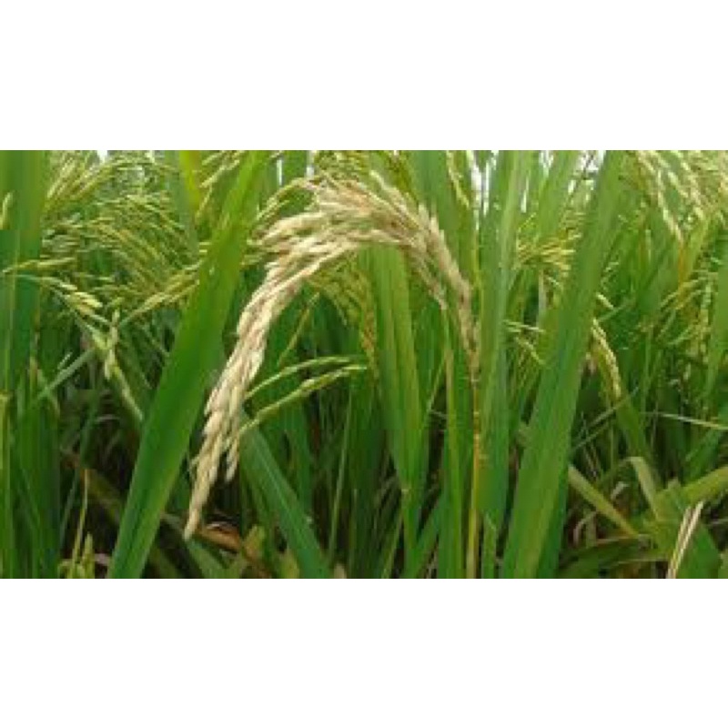 Giải pháp quản lý đạo ôn giai đoạn lúa nhỏ - Giúp lúa xanh bóng và sạch đẹp