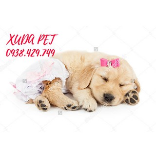 Giá rẻ] bỉm tả vệ sinh chó mèo