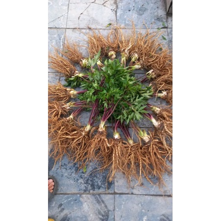 1kg sâm đương quy tươi tây bắc