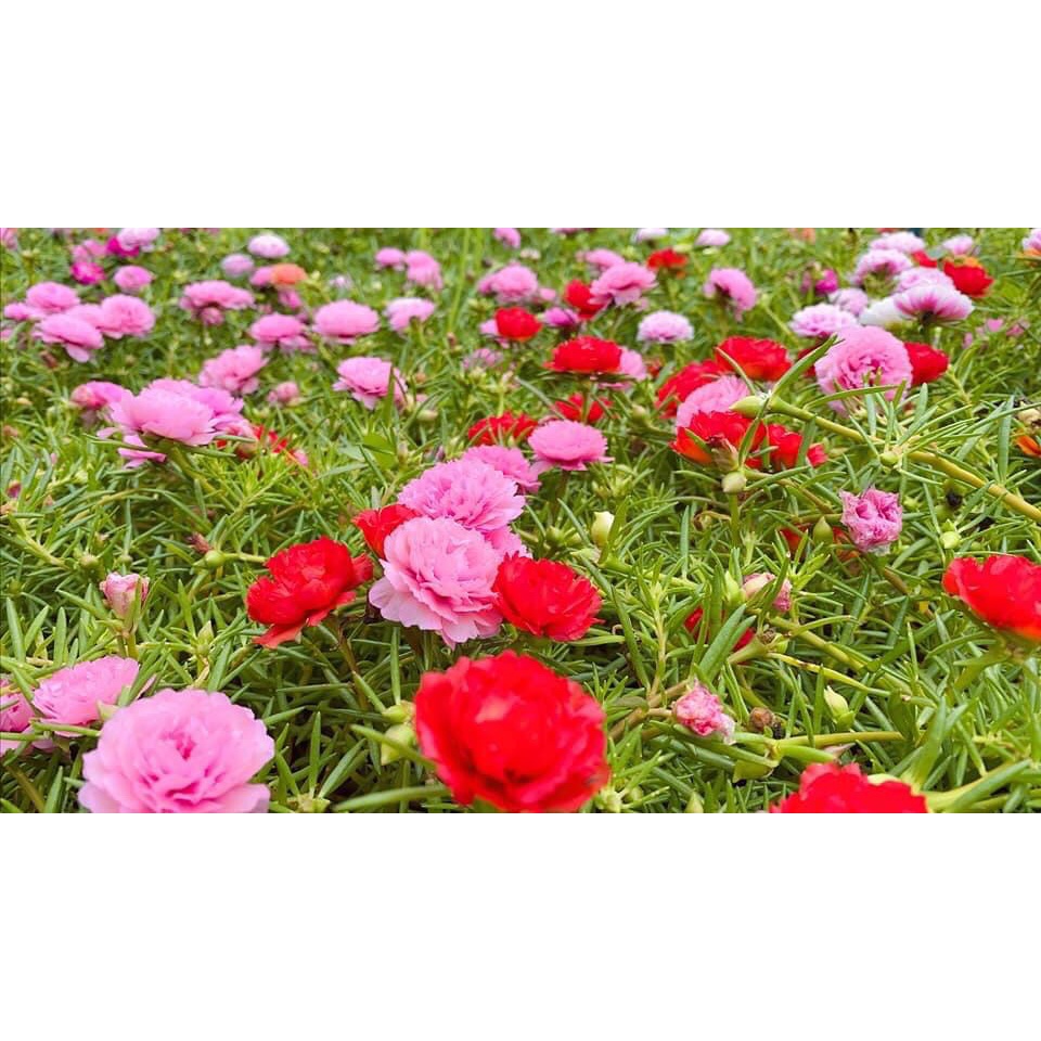 Phân Bón Đầu Trâu NPK 20-20-15 Chuyên Cho Hoa, Cây Cảnh Giúp Cây Ra Sai Hoa, Hoa Đẹp, Lâu Tàn