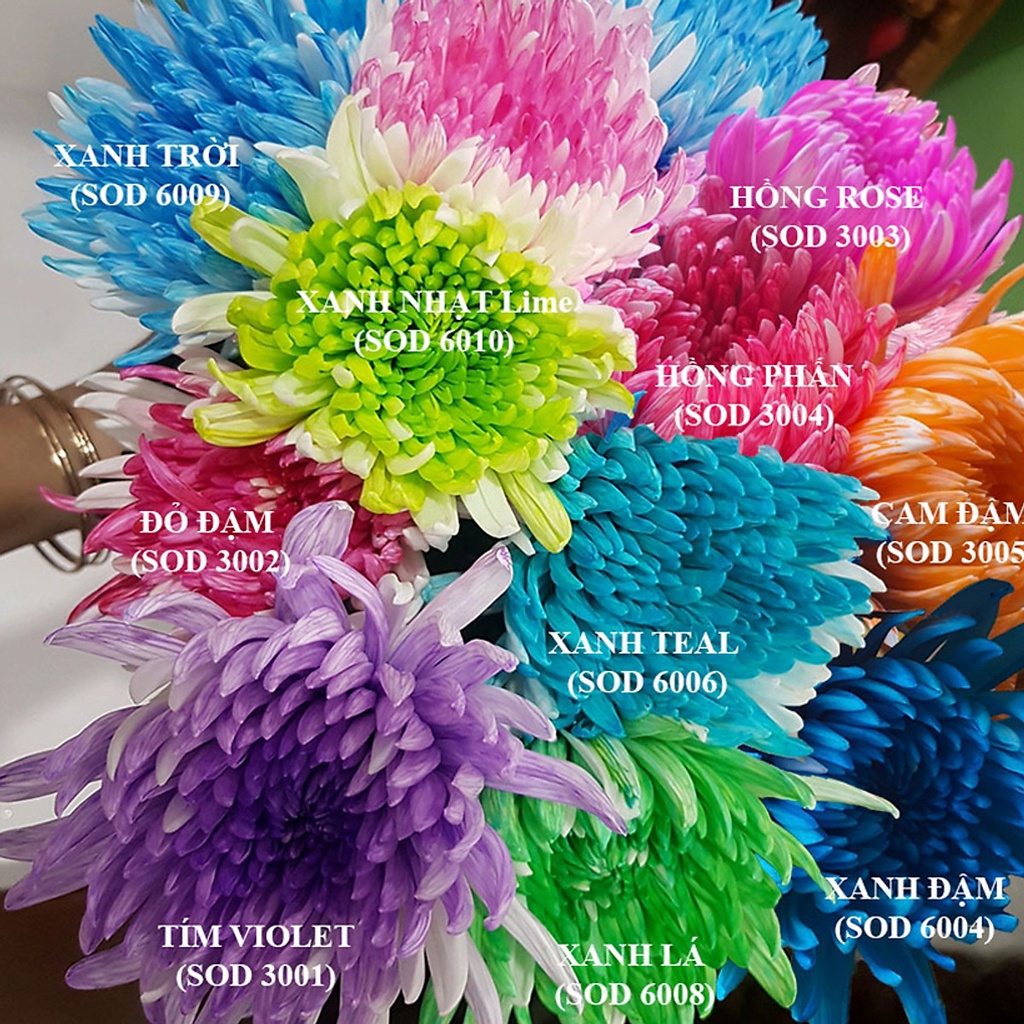 Set 10 Chai Nước Nhuộm Màu Hoa Tươi The Color Sodium Công Nghệ Israel (10 chai 10 màu giúp nhuộm đổi màu hoa theo ý muốn