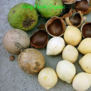 Dầu mù u ép lạnh Noom (tamanu oil)