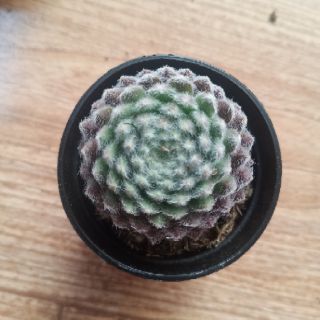 9 Loại sen đá Phật Bà