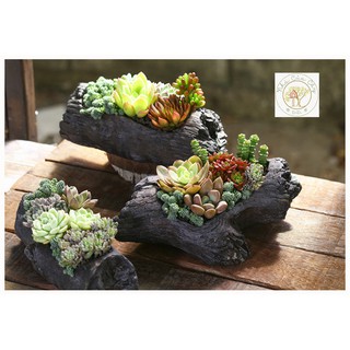 Chậu xi măng mẫu than củi vintage trồng sen đá, xương rồng mini