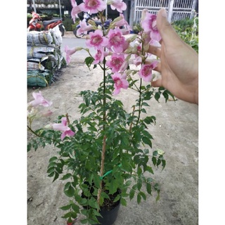 Cây hồng thiên hương sẵn hoa sẵn nụ_vườn của boss