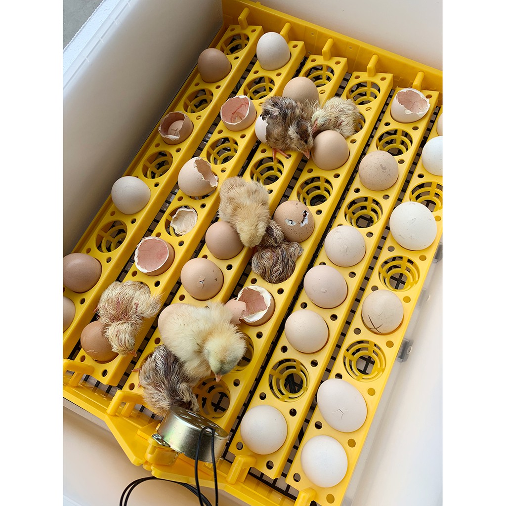 Máy ấp trứng gà Ánh Dương A100 –108 trứng, Chính Hãng 2021