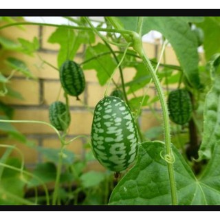 Hạt dưa hấu tí hon mini dễ thương