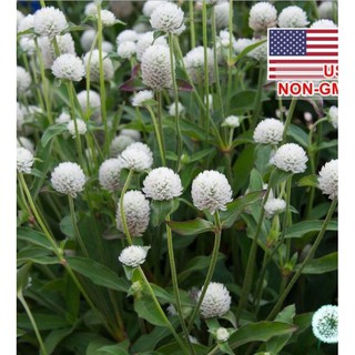 50 Hạt giống hoa Bách nhật trắng