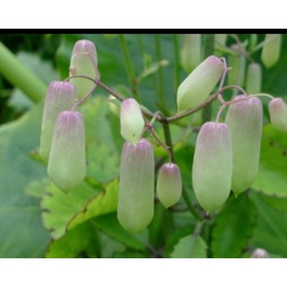 CÂY SỐNG ĐỜI LÁ DÀI ,LÁ BỎNG (CÓ BẦU ĐẤT )