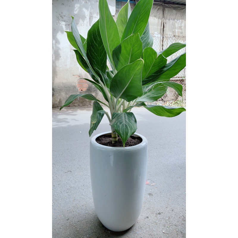 Chậu Cây Bạch Mã Hoàng Tử Cao 1m