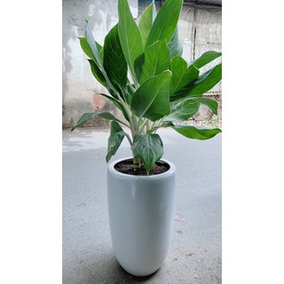 Chậu Cây Bạch Mã Hoàng Tử Cao 1m