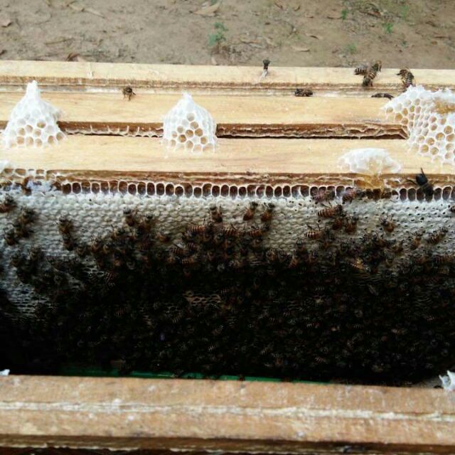 1000ml Mật ong rừng nguyên chất 100%