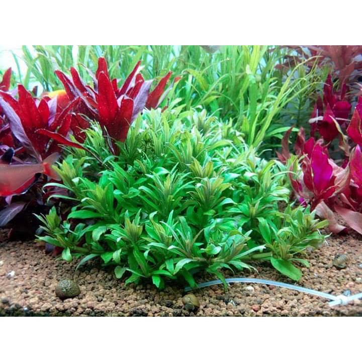 Cây Thủy Sinh Liễu Trúc -10 ngọn