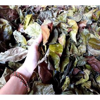 Trà Bancha Mộc Thanh 50g - Trà Già Nguyên lá  giống bản địa thuần chủng- Bancha tea- Thuần Nông