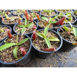 HẠT GIỐNG NẮP ẤM - 10 Hạt/ gói