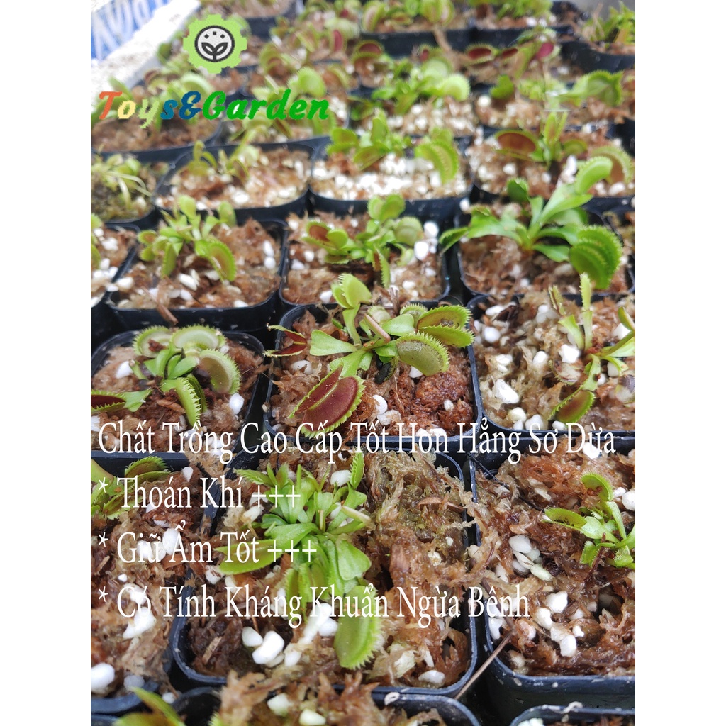 Cây Bắt Mồi, Cây Bẩy Kẹp Venus Flytrap  Cây Ăn Thịt Bắt Ruồi Muỗi, Chất Trồng Chuẩn Cao Cấp Dưỡng Khỏe Đóng Gói ChắcChắn