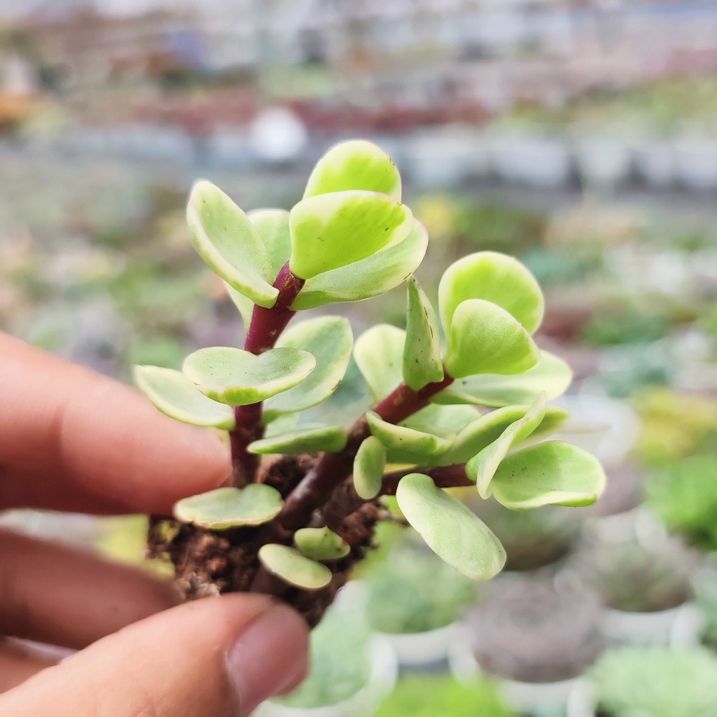 Sen Đá Đô La Trắng Size Mini 2.5-4cm, Vườn Sen Đá PANDAA GARDEN Xuất Xứ Đà Lạt, Cây Khoẻ Cực Dễ Chăm Trồng, Lỗi 1 Đổi 1