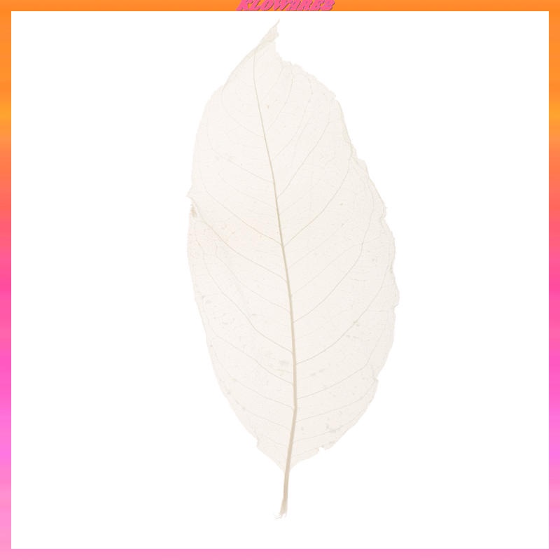 Set 2 / 50 Lá Mộc Lan Tự Nhiên Màu Trắng Trang Trí Sổ Tay