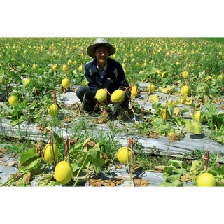 1g Hạt giống Dưa lê vàng 