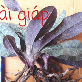 Hài Giáp