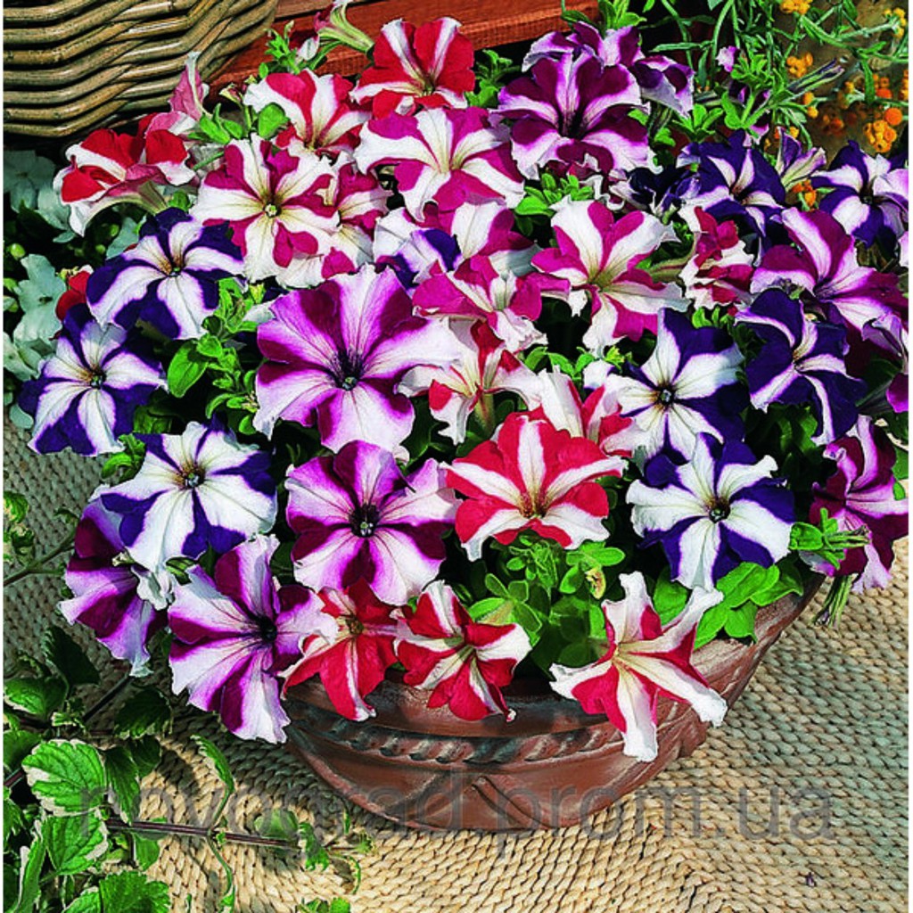 [Mới] - Hạt giống hoa dạ yến thảo sọc giá rẻ - Thuận Duy Shop