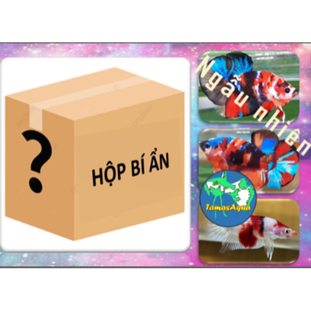 (Ngẫu nhiên) Trang trí Betta thủy sinh trang trí hồ cá