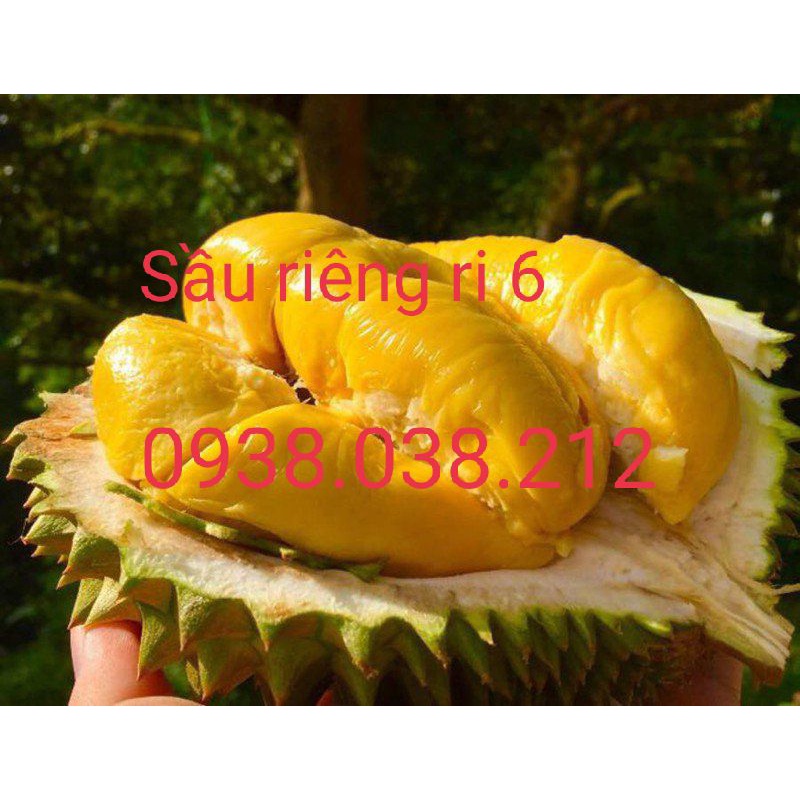 CÂY SẦU RIÊNG RI 6