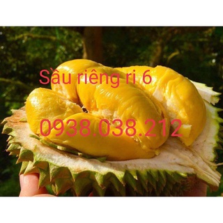 CÂY SẦU RIÊNG RI 6 CƠM VÀNG HẠT LÉP