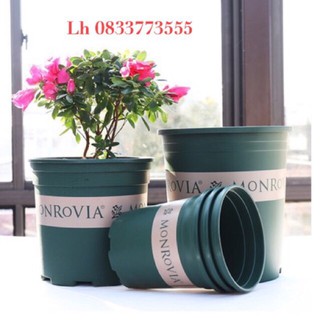 [RẺ] Chậu nhựa trồng cây MONROVIA loại to chất lượng tốt.