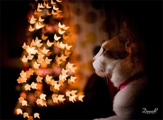 Bộ hiệu ứng chụp Bokeh 40 mẫu