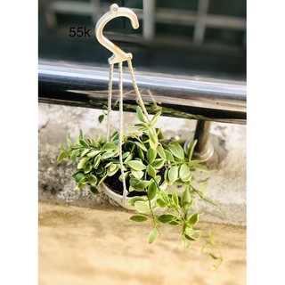 Chậu lan hạt dưa - chậu treo trắng