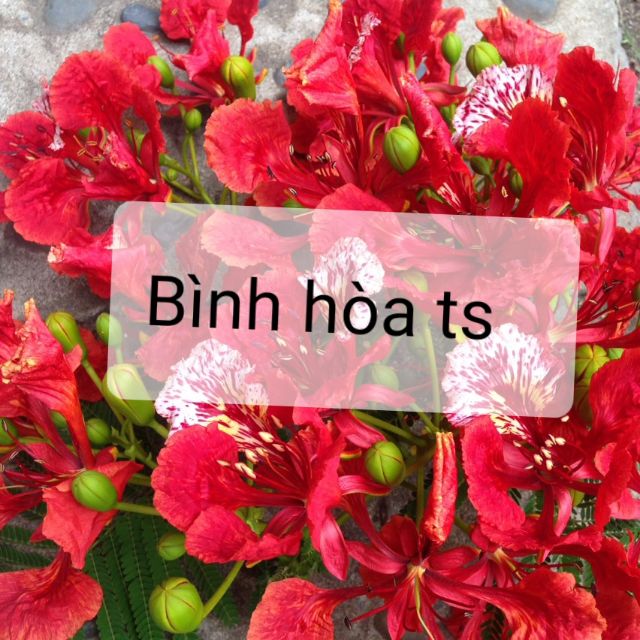 Bình hòa ts, Cửa hàng trực tuyến | BigBuy360 - bigbuy360.vn