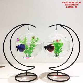 Combo bể cá mini cung trăng 98 ( Tặng kèm combo phụ kiện trang trí )