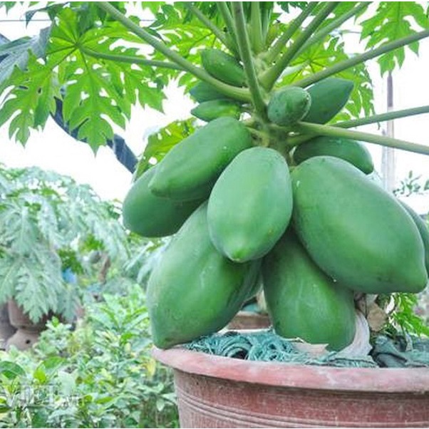 Hạt giống đu đủ siêu lùn 20 hạt ngon ngọt rau củ quả chịu nhiệt 4 mùa tỉ lệ nảy mầm cao RADO 0540