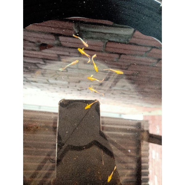 Compo 1 cặp FULL GOLD trốngg máii lai siêu đẹp