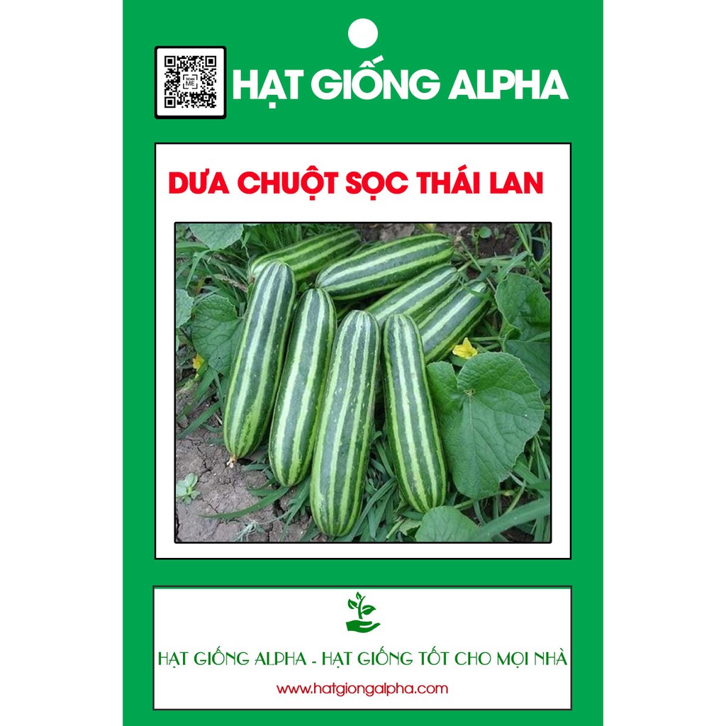 Hạt giống dưa chuột SHISHI sọc TháiLan 1gr/gói