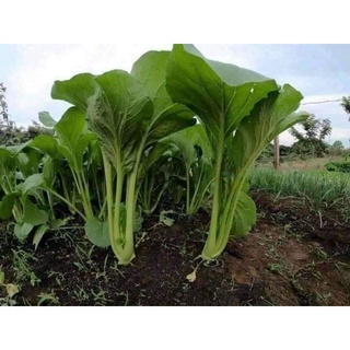 Hạt giống cải ngọt F1 lớn cây, chịu mưa năng suất cao 10gr