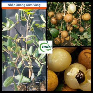 Nhãn Xuồng Cơm Vàng Năng Suất Cao Trồng Chậu