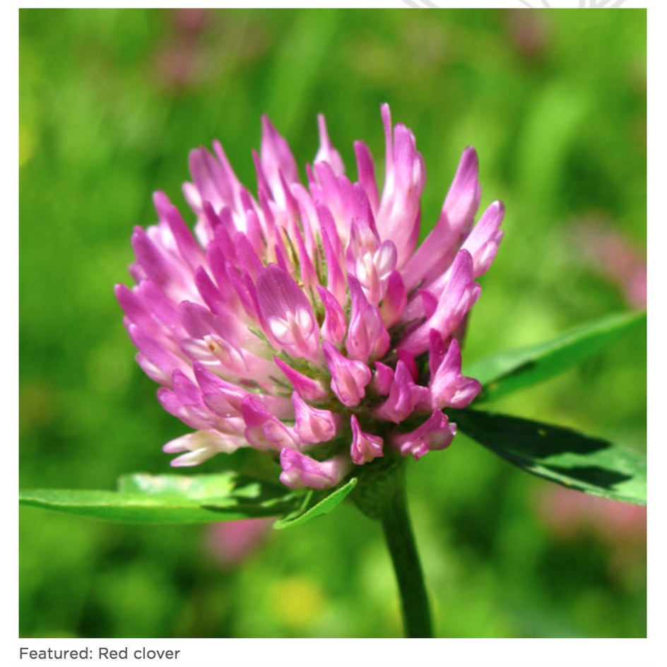 Trà Hữu Cơ Cỏ Ba Lá Đỏ Traditional Medicinals Organic Red Clover