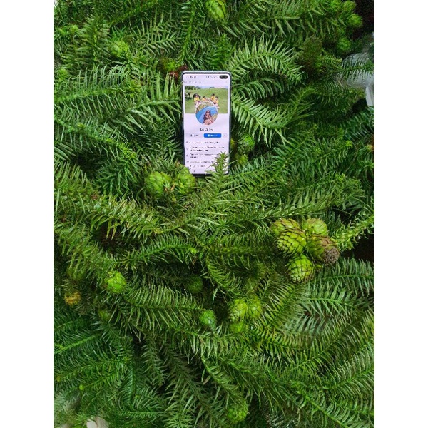 Bó cành Thông Tươi noel 2022