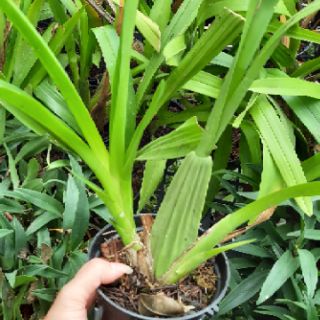 Hoa phong lan vũ nữ mật ngọt