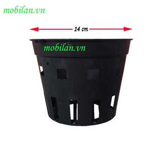 Chậu trồng lan phi 14