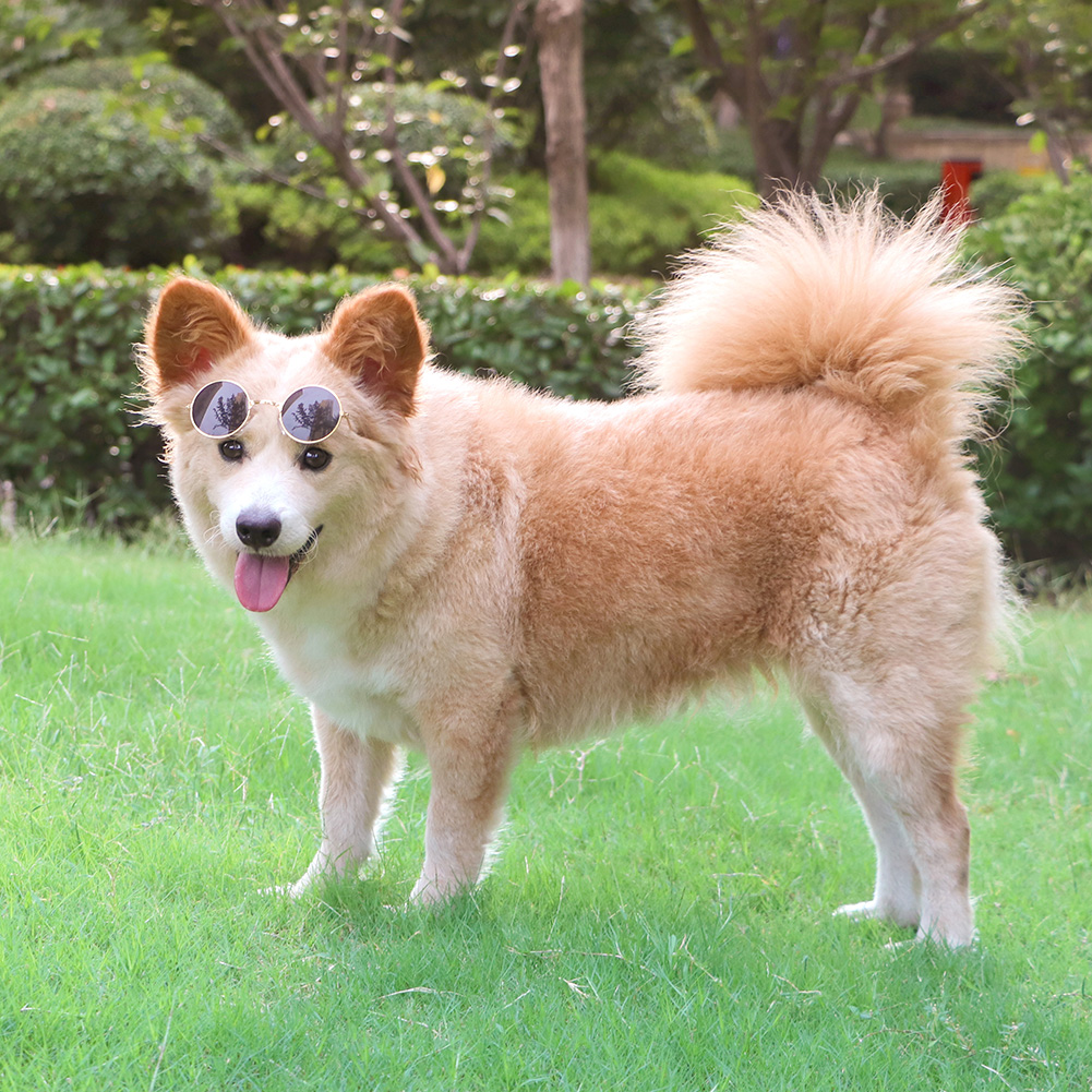 Kính Mát Hình Mắt Mèo Đáng Yêu Dành Cho Thú Cưng