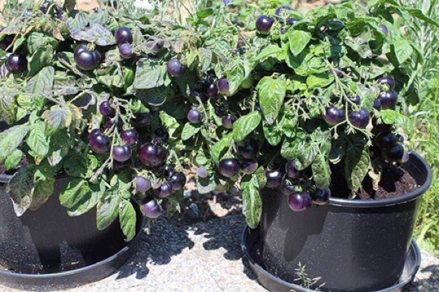 [ Big Sale ] Hạt giống cà chua tím (purple tomato)