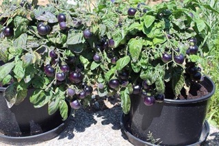 Hạt giống cà chua tím (purple tomato) - HGNK