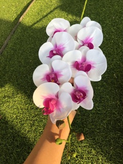 HOA LAN HỒ ĐIỆP 9 BÔNG