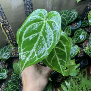 Anthurium Crystallinum size trung