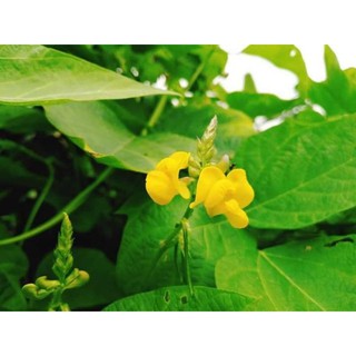 Xích tiểu đậu 1kg