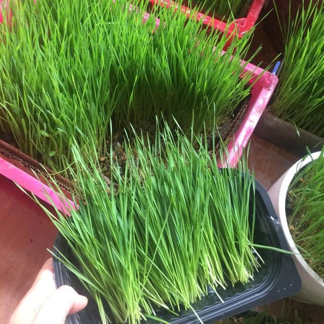 Hạt giống cỏ lúa mì